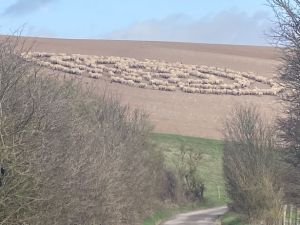 Cientos de ovejas fueron vistas en una formación de círculo que desconcertó a los expertos (fotos)