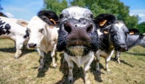 Sortean vacas para promover la vacunación de Covid-19 en Tailandia