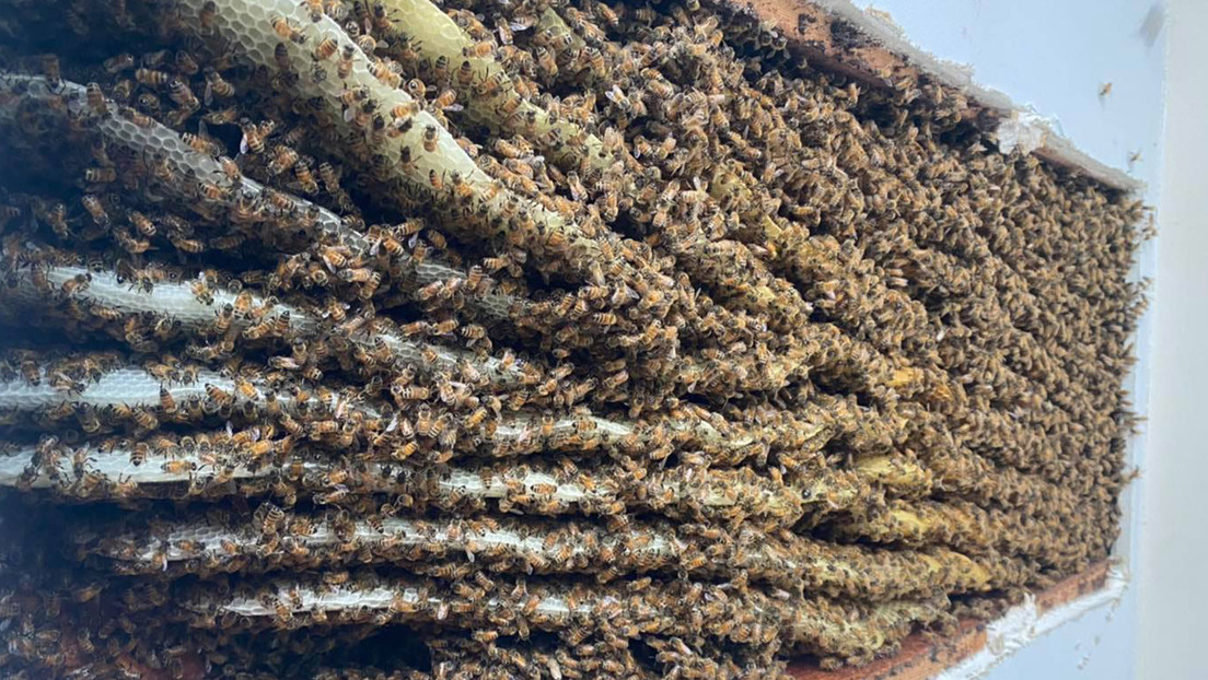 Una mujer descubrió más de 100.000 abejas en la sala de su casa en Georgia (Video)