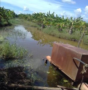 Productores plataneros del Zulia solicitaron ayuda ante desbordamiento de los ríos Chama y Mucujepe
