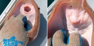 La cruel realidad detrás del VIDEO de un pez raya “riendo” por las cosquillas de un pescador