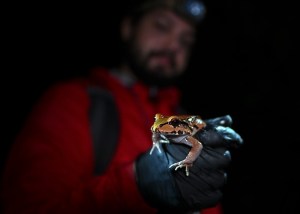Un biólogo de Panamá cría ranas amenazadas para combatir tráfico ilegal