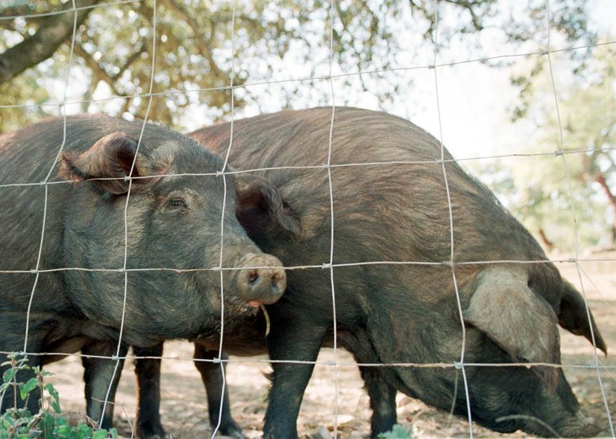 Canadá aumentó controles tras brote de peste porcina en República Dominicana