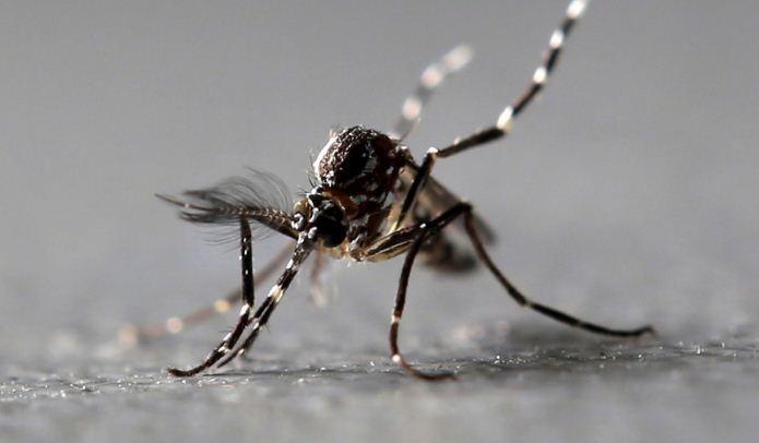 Detectan mosquitos portadores de un virus capaz de paralizar a los humanos en EEUU