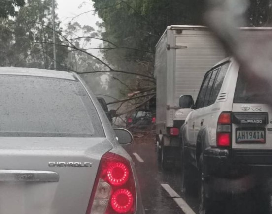 Gran árbol cayó en la autopista Francisco Fajardo tras fuerte lluvia este #19Jul (FOTOS)