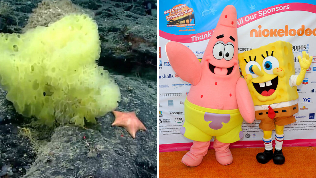 Científicos captaron versión en la vida real de Bob Esponja y Patricio en costas de EEUU (VIDEO)