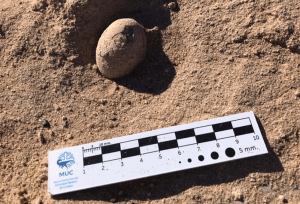 Hallaron en Argentina más de 160 huevos fósiles de aves prehistóricas