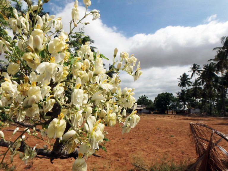 Moringa: Estudio de la Unam reveló otro beneficio del llamado “árbol milagro”