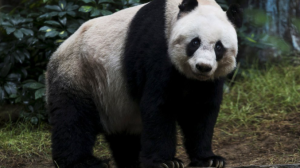Según China, los osos pandas ya no están en peligro tras alcanzar mil 800 ejemplares