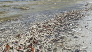 Miles de peces muertos por marea roja que afectaa a la costa oeste de Florida