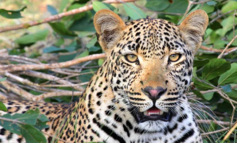 Modelo alemana fue mordida en la cara por un leopardo durante una sesión de fotos
