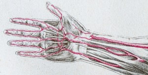 ¿Evolución? Estudios afirman que cada vez más seres humanos nacen con una arteria extra en el brazo