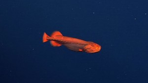 Impresionante avistamiento de misterioso pez naranja en la costa de California (VIDEO)
