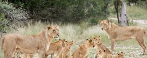 EN VIDEO: Un “zoológico inverso” enjaula a los visitantes y los leones caminan alrededor