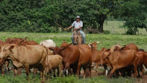 Táchira registra caída en la producción de leche