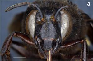 Descubrieron en Ecuador el caso de una abeja andrógina, mitad hembra y mitad macho