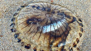 IMPRESIONANTE: Hallaron un pez casi intacto en el interior de una medusa muerta (FOTO)