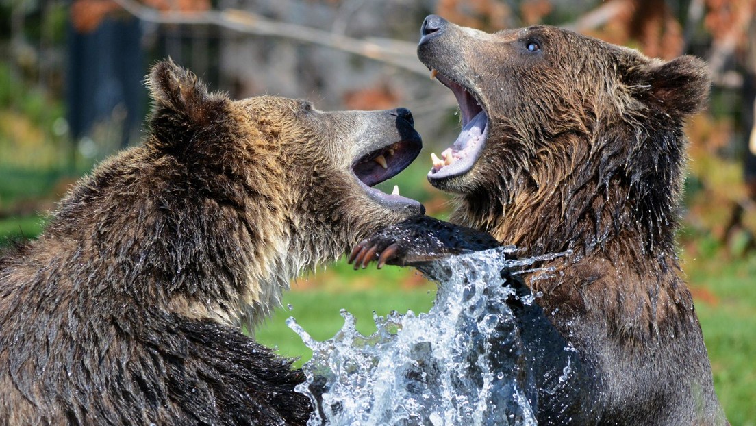 are bears apex predators