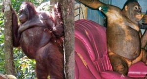 La horrible historia de la orangután abusada por cientos de hombres en un burdel de Indonesia