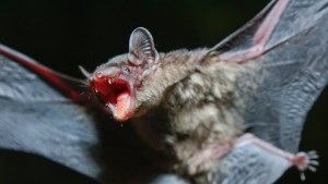A casi 70 años del último caso: Una persona muere de rabia en EEUU tras despertar con un murciélago en su cuello