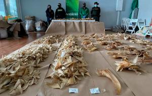 Incautaron en el aeropuerto de Bogotá más de tres mil aletas de tiburón que iban a China (Fotos)