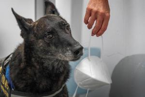 Perros entrenados son capaces de olfatear el Covid-19