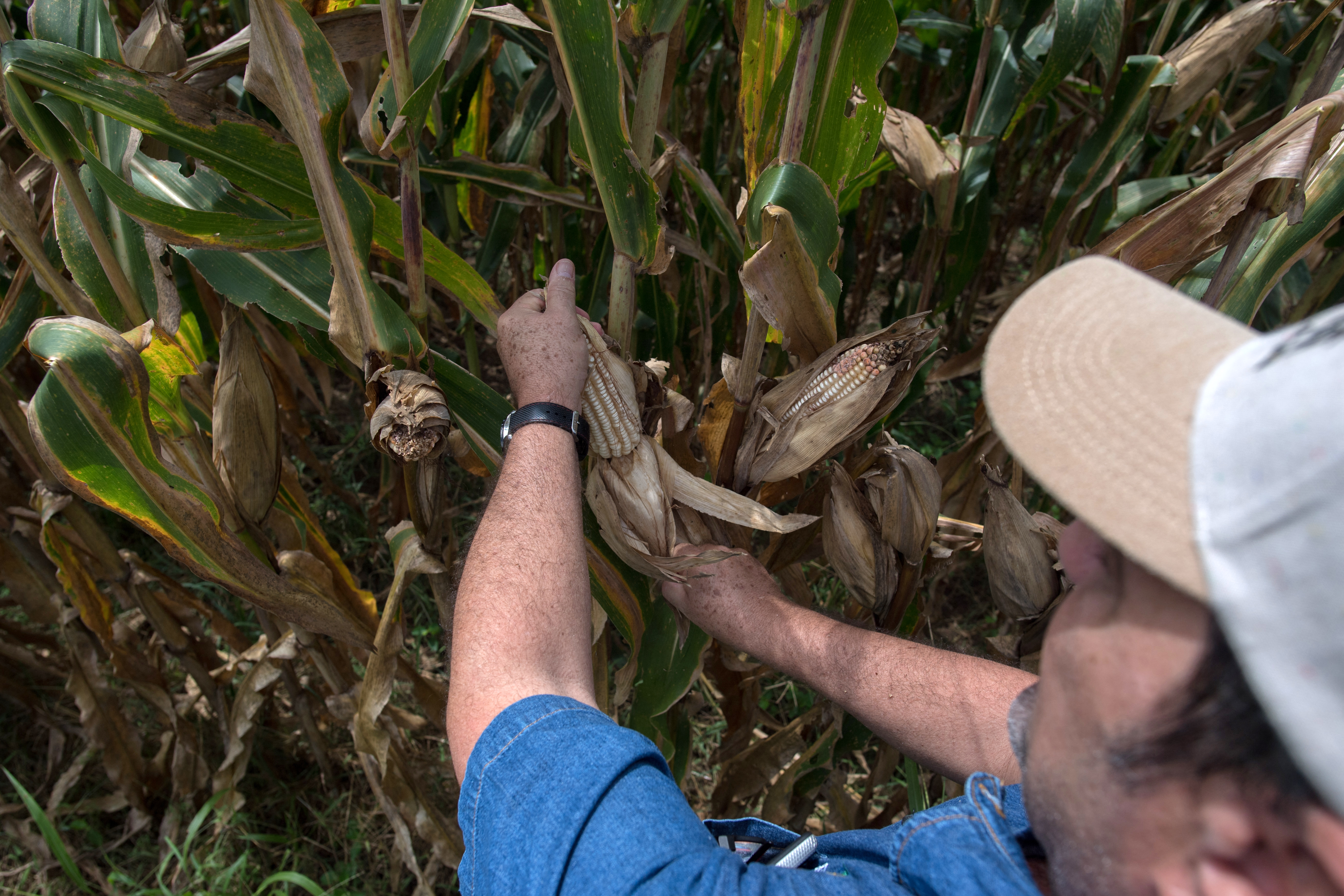 La producción de maíz en Venezuela cayó más de 70% en los últimos diez años