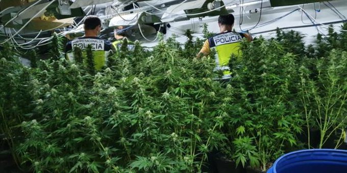 La Guardia Civil de España desmantela la mayor plantación de marihuana en Europa