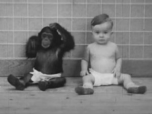 Pareja crió a su bebé junto a una chimpancé para comprobar si desarrollaban la misma inteligencia