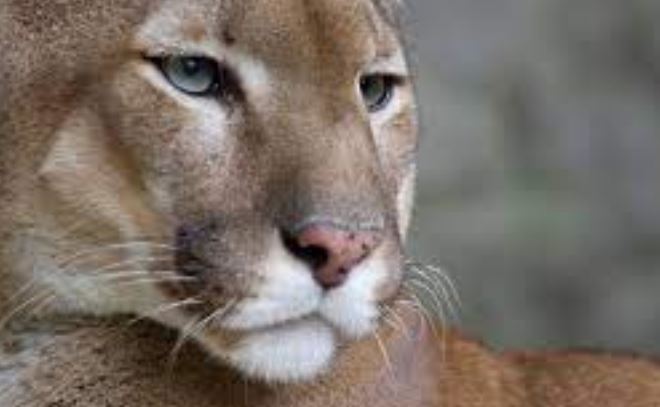 Un puma considerado extinto volvió a Río de Janeiro tras 80 años