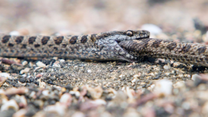 Serpientes de las Islas Galápagos tienen comportamientos caníbales