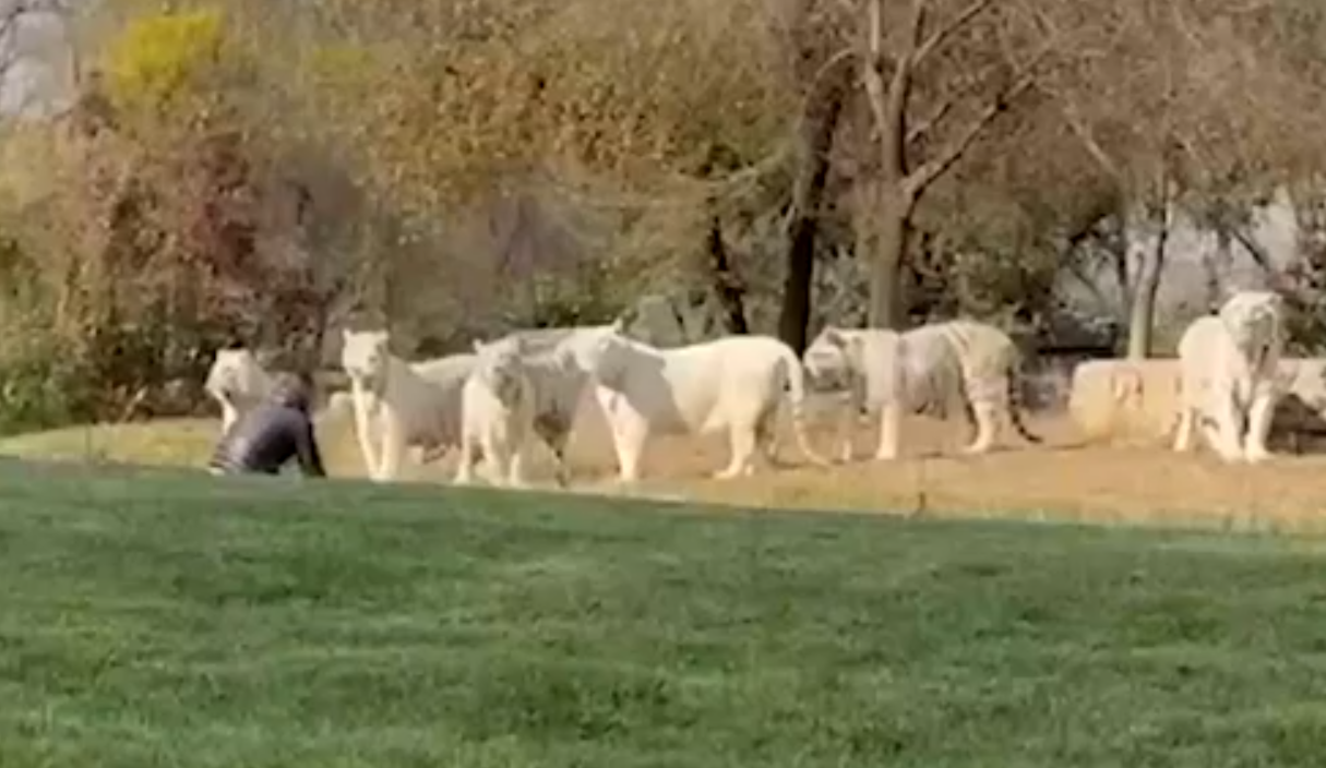 En China, turista entró en el recinto de los tigres en un zoológico y se salvó de milagro (VIDEO)