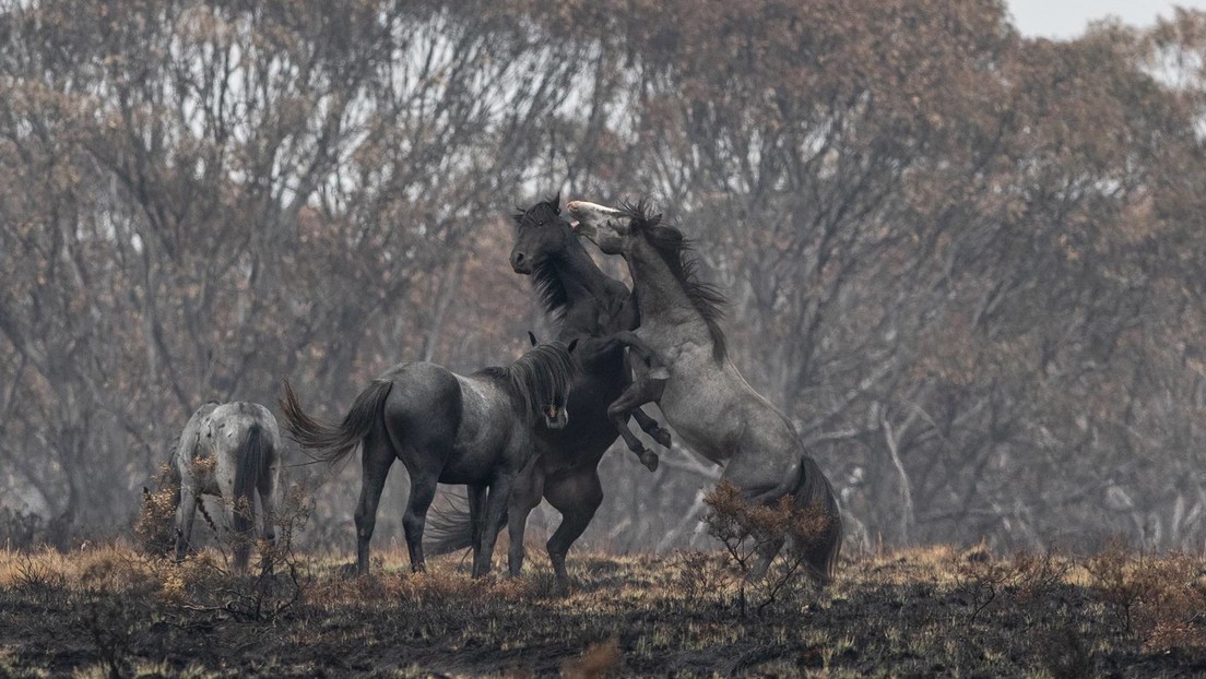Australia sacrificará a 10 mil caballos salvajes que amenazan la vegetación y a especies en peligro de extinción