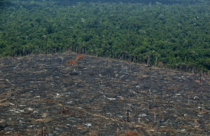 La deforestación en la Amazonía brasileña alcanza su peor nivel desde 2006