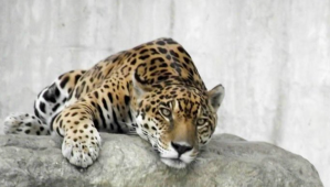 Reportaron la muerte de Caroní, carismático jaguar del Parque del Este