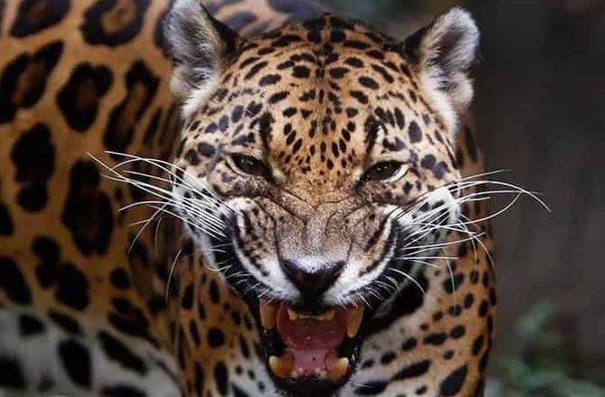 Jaguares invadieron parque y mataron un centenar de flamencos en Brasil