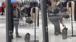 Guardia de seguridad tomó la temperatura a un perro en el ingreso a una tienda y el VIDEO se hizo viral