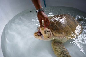 Tortugas marinas regresan a las playas de Tailandia gracias a la pandemia