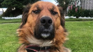 “El primer perro de la República”: Mascota de Gabriel Boric causa furor en las redes (Fotos)