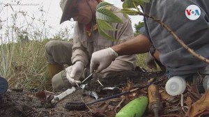 Sin recursos y con poco personal, la paleontología en Venezuela está en extinción (Video)