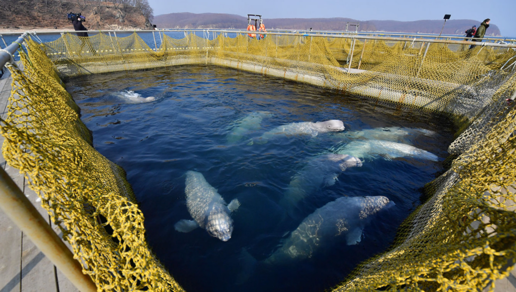 Rusia por fin desmanteló la famosa “cárcel de ballenas”