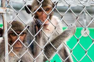 Cuatro monos de laboratorio escaparon tras accidente de tránsito en EEUU