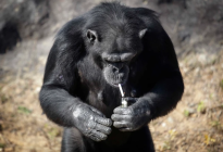 La desgarradora historia de Azalea, chimpancé que fumaba 40 cigarrillos al día
