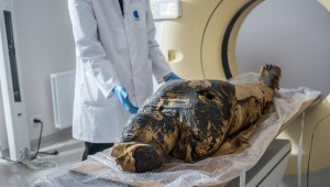 El feto de la única momia egipcia embarazada conocida resiste 2.000 años “encurtido como un pepinillo”