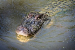 Tragedia en Florida: Se metió a nadar en un río infestado de cocodrilos y no salió más