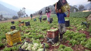 En Venezuela se importan más de 2 mil millones de dólares en alimentos que se podrían producir en el país, según Fedeagro