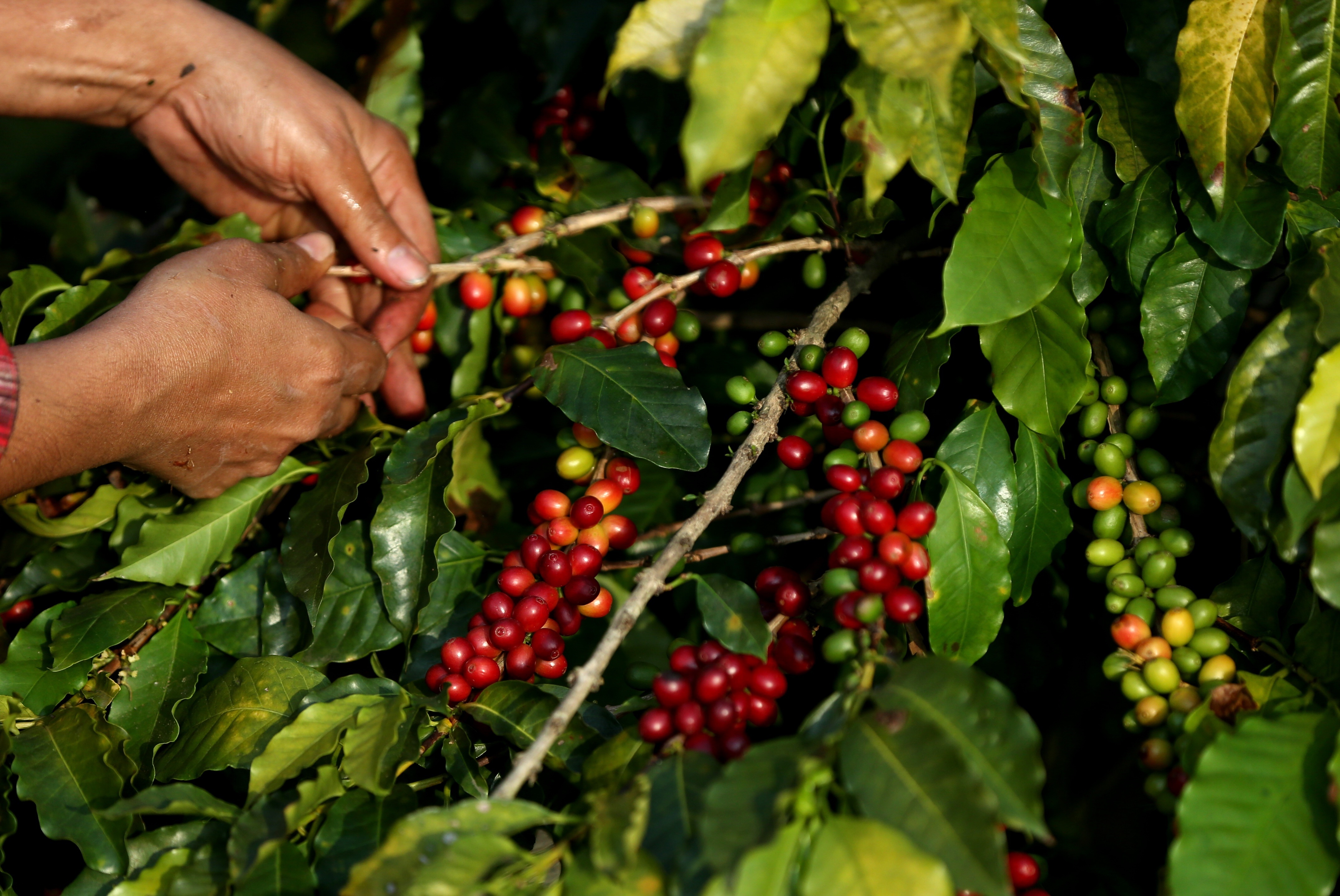 Tomar café será más caro este año en el mundo y parte de la culpa la tiene Brasil