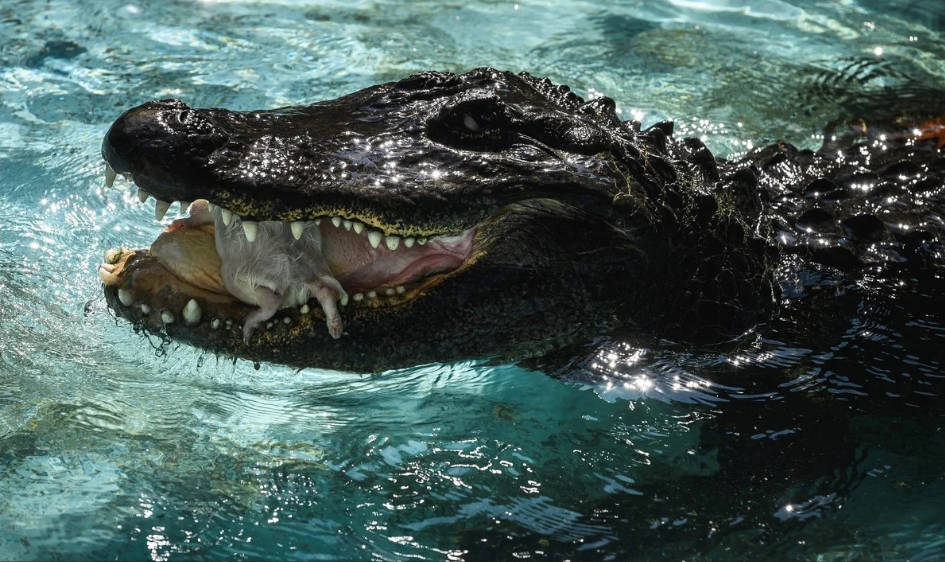 Se desató brutal pelea entre un caimán y un Pitbull en Florida, el resultado fue devastador