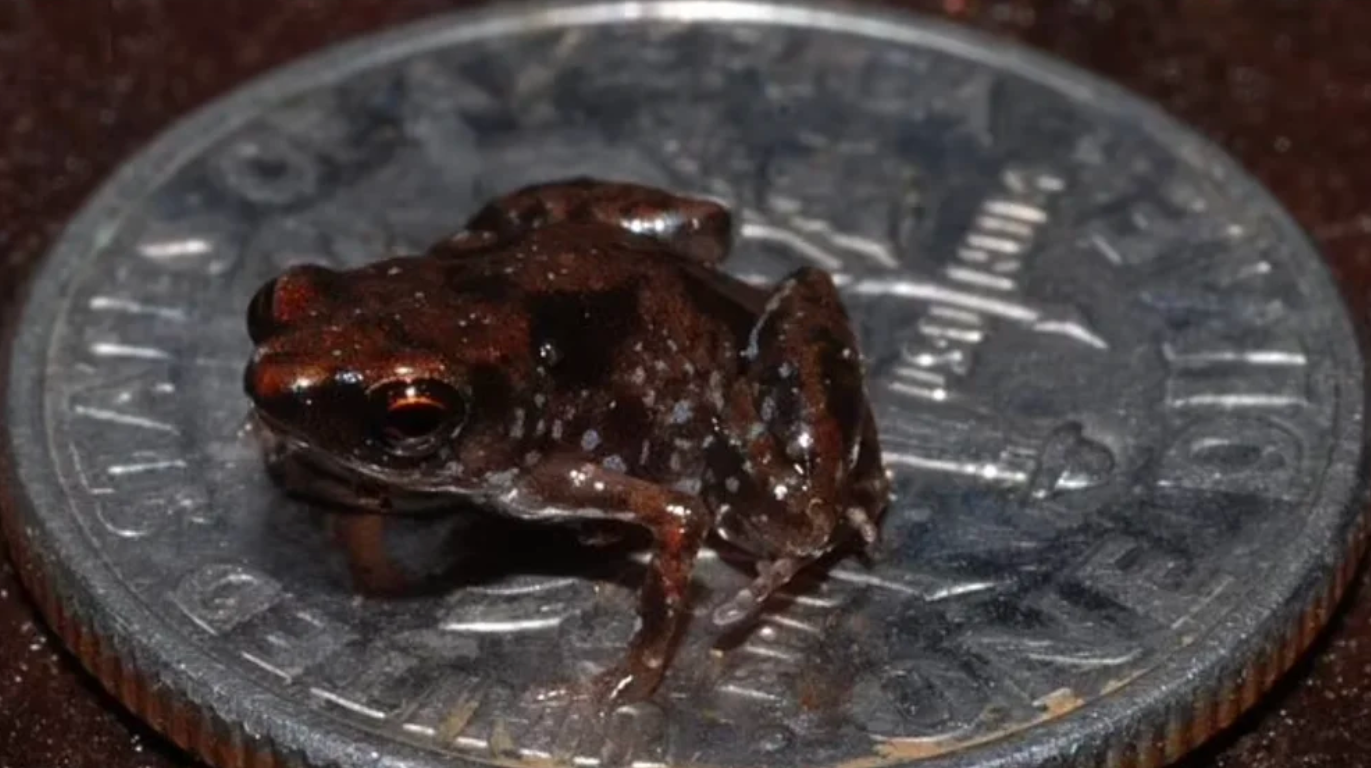 Descubrieron en México seis de las ranas más pequeñas del mundo, algunas más chicas que una moneda