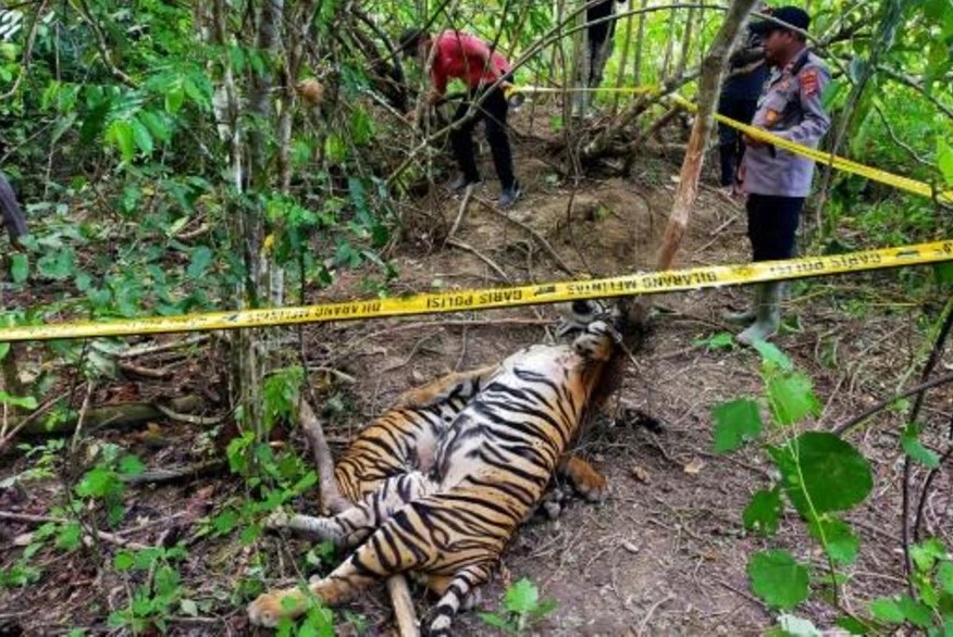 Hallaron muertos a tres tigres de Sumatra en trampas en Indonesia